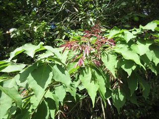 マルバアオダモ